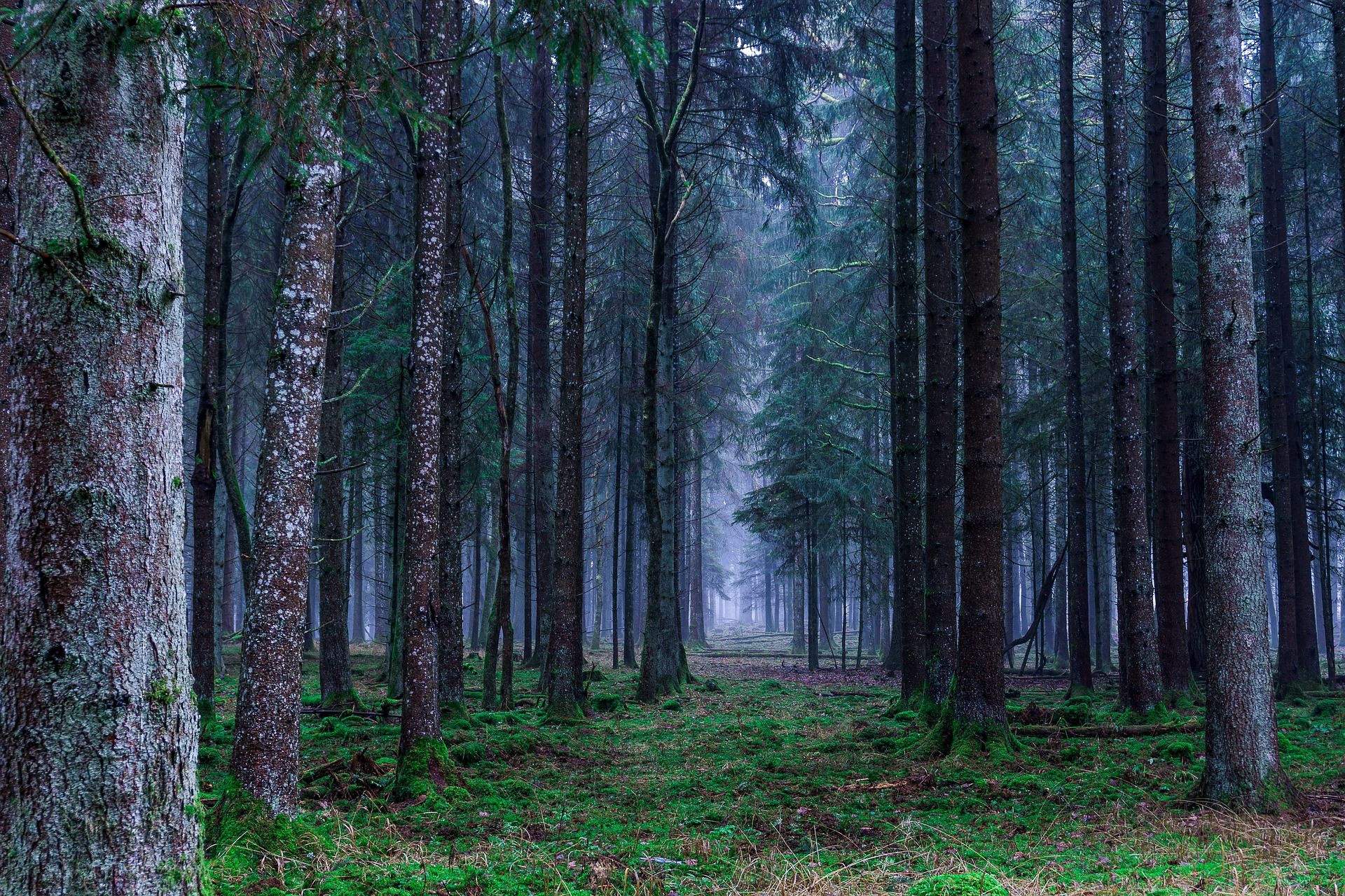 Fietstaxi Mooi Berouw Duitse bossen hebben zwaar te lijden onder droogte en insectenplagen - Joop  - BNNVARA
