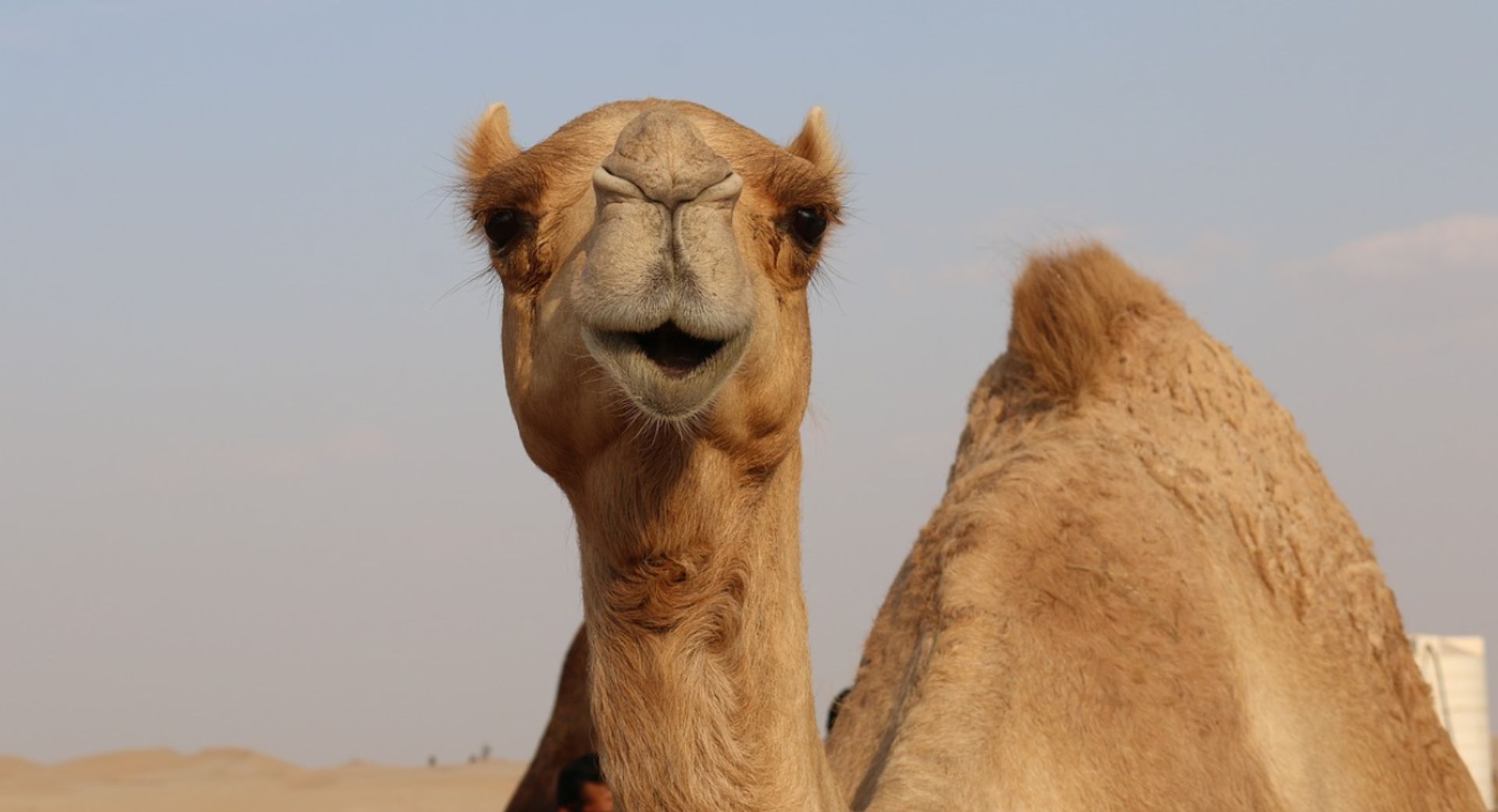 Herhaald winter koffer Australië schiet 10.000 kamelen af 'omdat ze te veel water drinken' - Joop  - BNNVARA