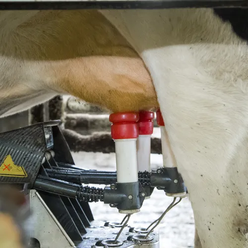 Wie aan tafel zit bepaalt het lot van het dier