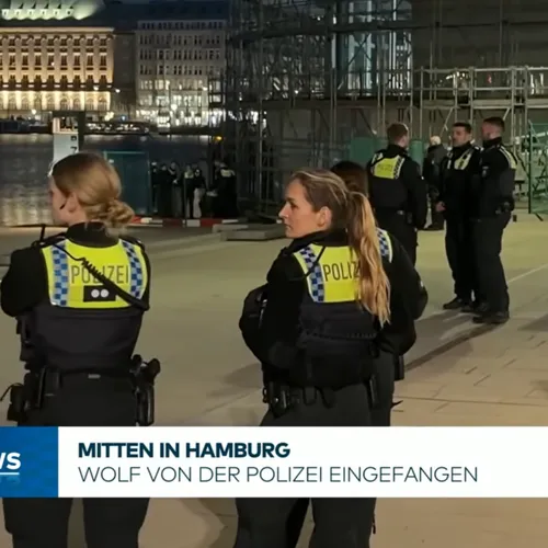 Wolf valt vrouw aan in Hamburg