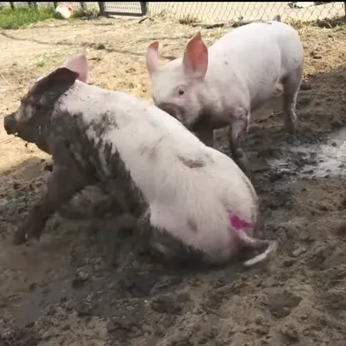 Hou het maar eens droog: Na een hels leven als fokzeug mag Sam haar eigen biggen opvoeden