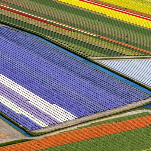 Bollenteelt ten dode opgeschreven als gevolg van de klimaatcrisis