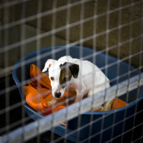 Hoe je met dieren omgaat, zegt alles over je staat van zijn