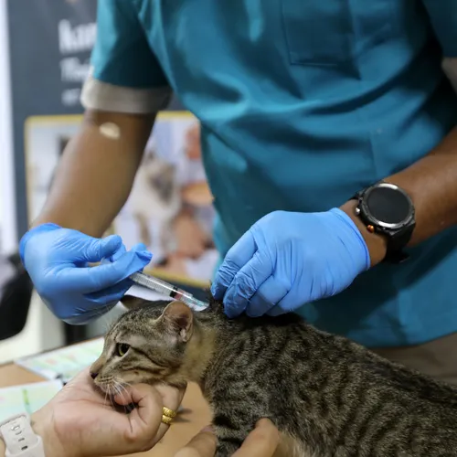 Dierenliefde als verdienmodel bij Evidensia en Anicura