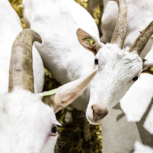 Krimp de geitenhouderij in en red onze gezondheid en natuur