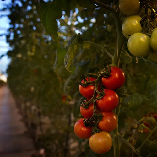 Tuinbouw lijkt op grote schaal illegale bestrijdingsmiddelen te gebruiken