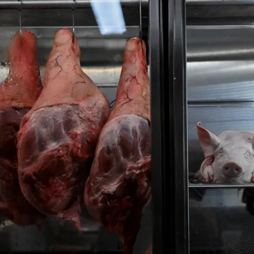 Zoöcide: een woord dat we zouden moeten kennen