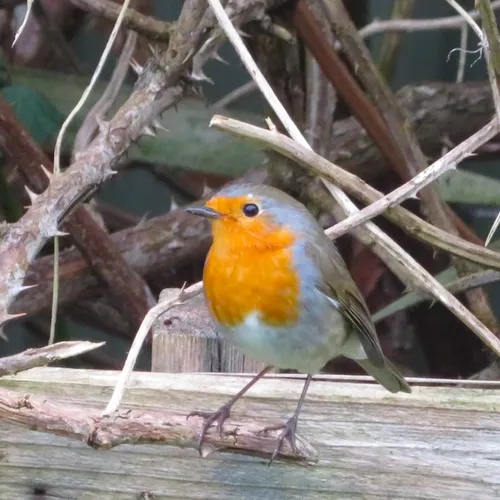 We redden wel de vogels, maar wie redt ze van ons?