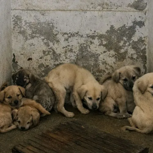 Stop het hondenleed in Turkije