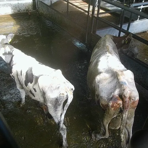 De liefdevolle band van veehouders met hun koeien is er eentje uit de sprookjesboeken