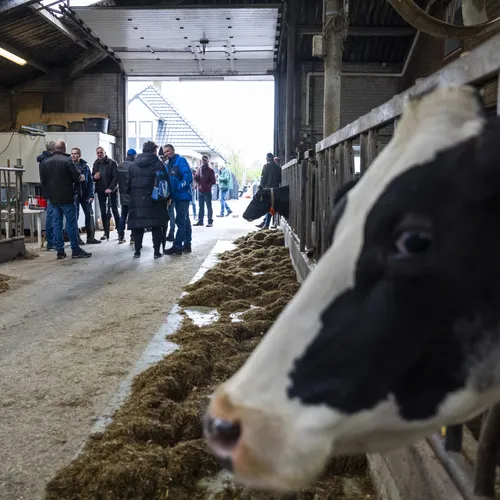 Maak van groen gas geen subsidie voor megastallen
