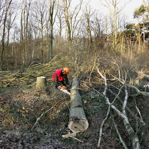 Zonder wetgeving wordt het diepdonker in onze Europese bossen