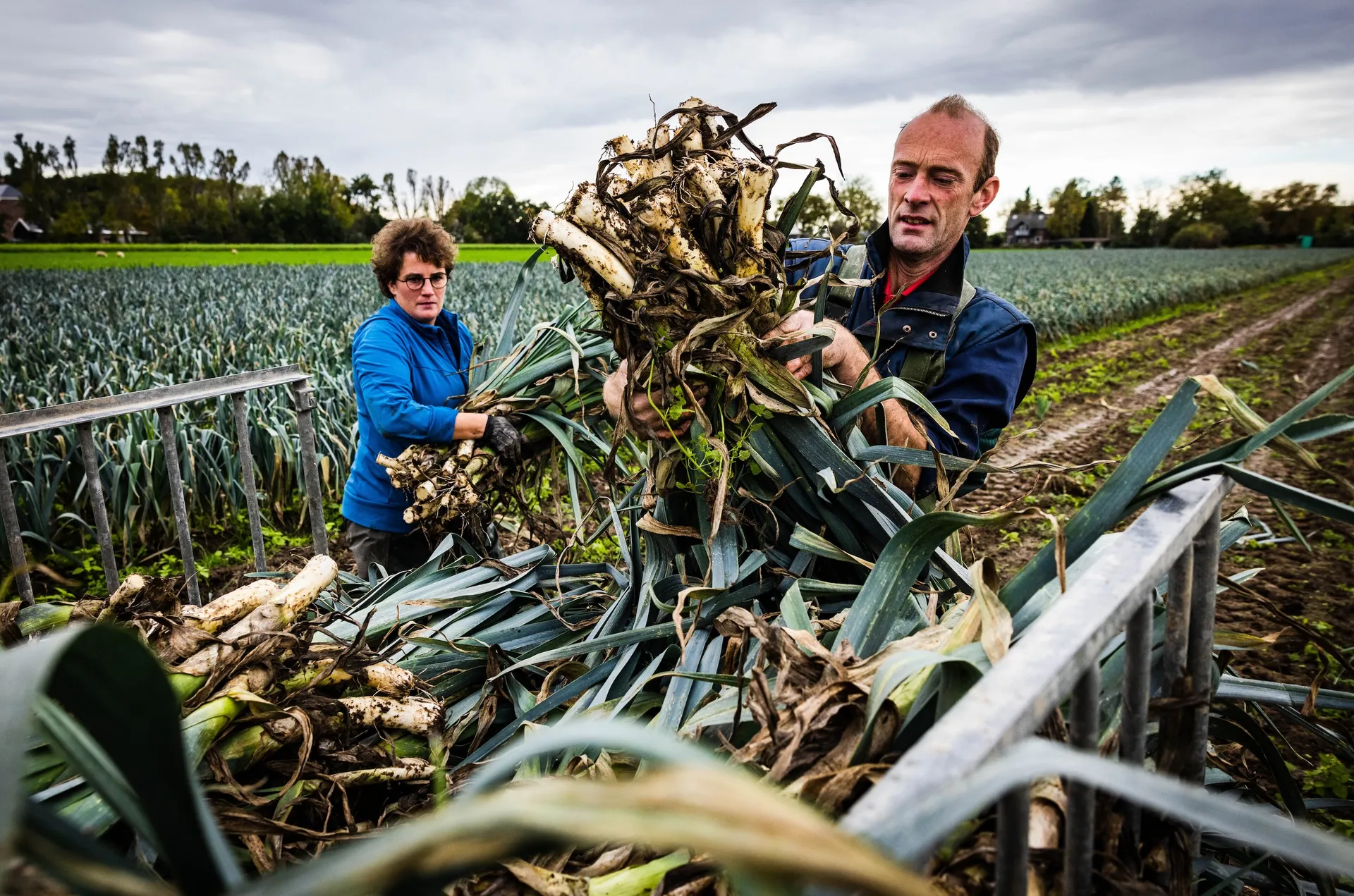 Afbeelding van Landbouw als kracht, niet als gevaar