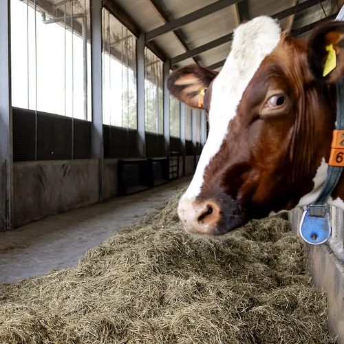 Dierenwelzijn mag niet bepaald worden door de commercie