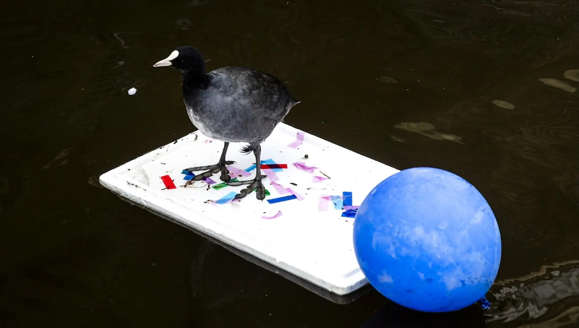 Afbeelding van Oplettende activist in Leiden voorkomt milieuramp, met hulp van vrijwilligers