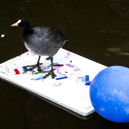 Oplettende activist in Leiden voorkomt milieuramp, met hulp van vrijwilligers