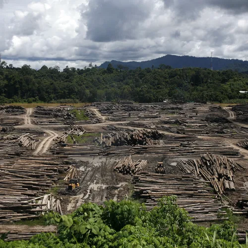 Nederland kijkt toe terwijl bossen verdwijnen