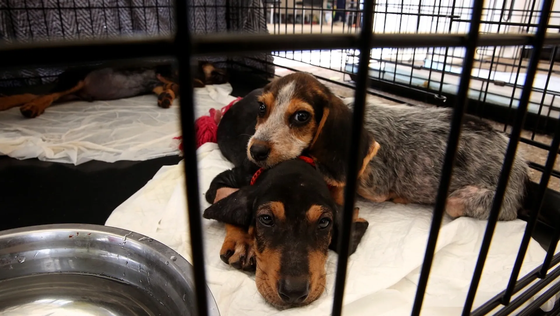 Afbeelding van Rampenbestrijding faalt, een dier is geen bankstel