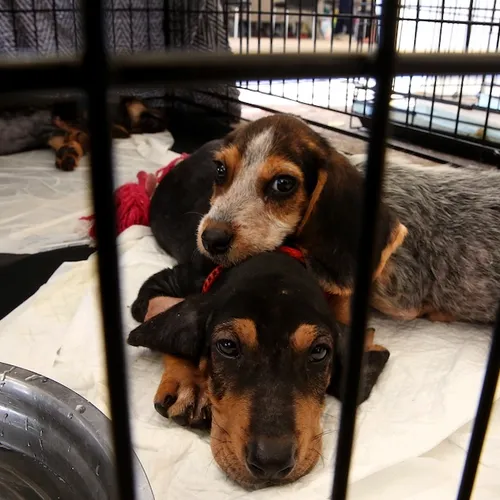 Rampenbestrijding faalt, een dier is geen bankstel