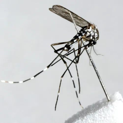 Pijnlijke tropische ziekte rukt op in Europa als gevolg klimaatcrisis