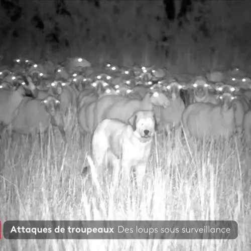 Vrijwilligers beschermen schapen tegen wolven