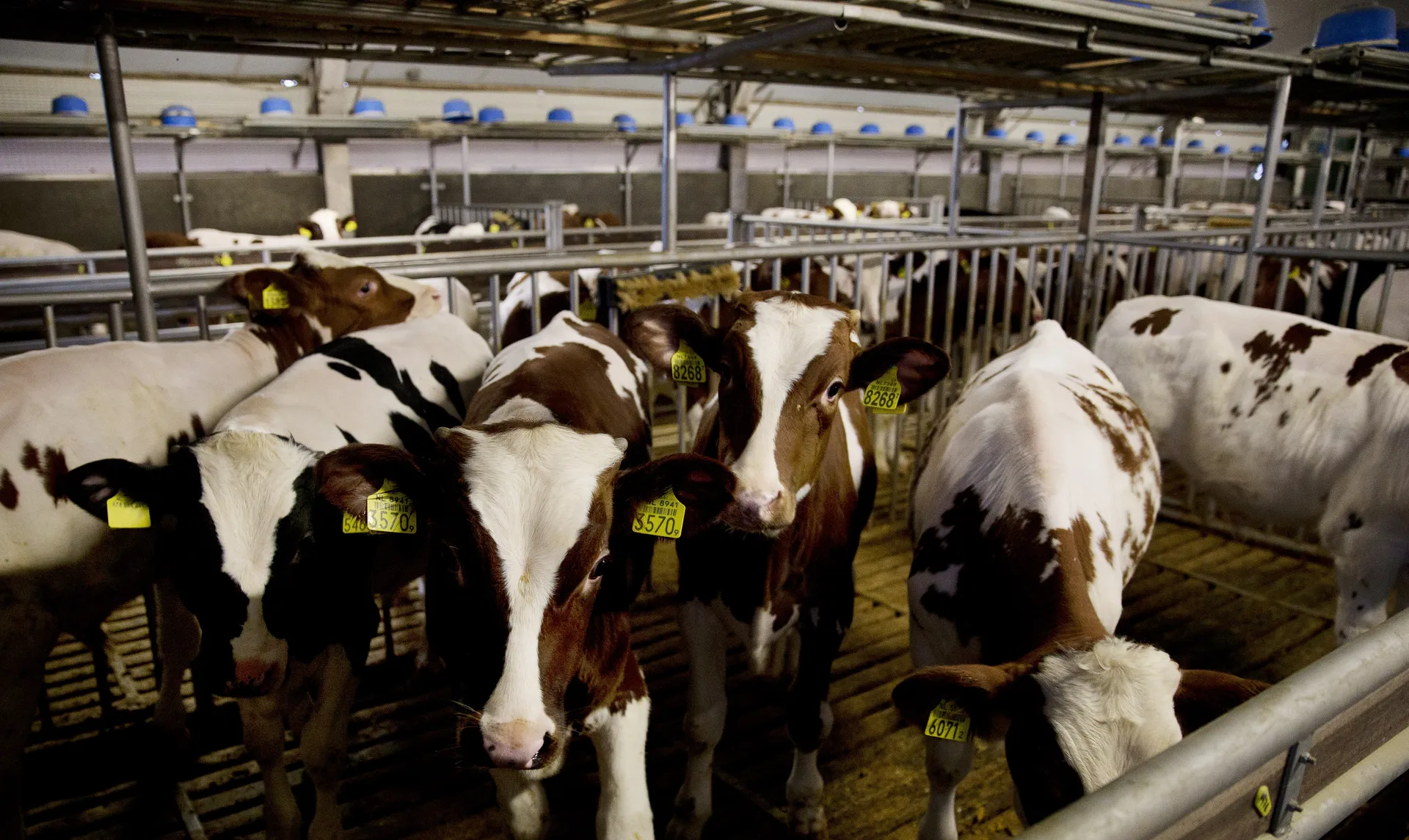 Afbeelding van Zuivelsector indoctrineert schoolkinderen met misleidend lesmateriaal