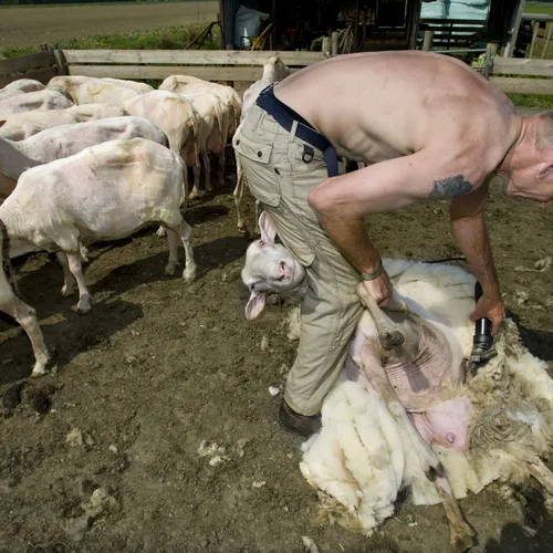 Wakker Dier luidt noodklok: duizenden schapen in de brandende zon