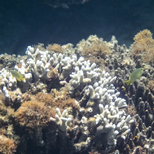 Weerfenomeen El Niño krachtiger dan in de afgelopen duizend jaar