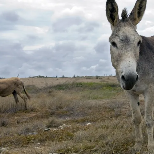 Moeten de dieren echt terug in hun hok?