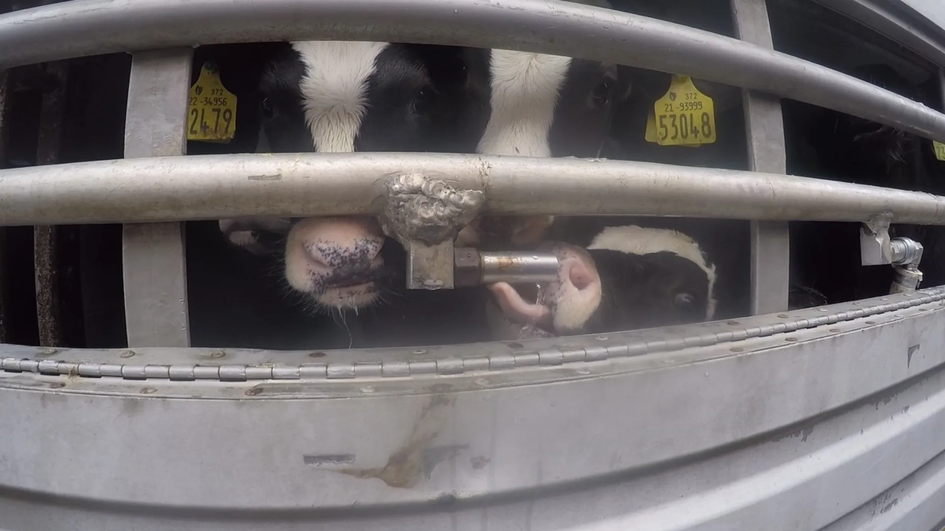 20230314_calves