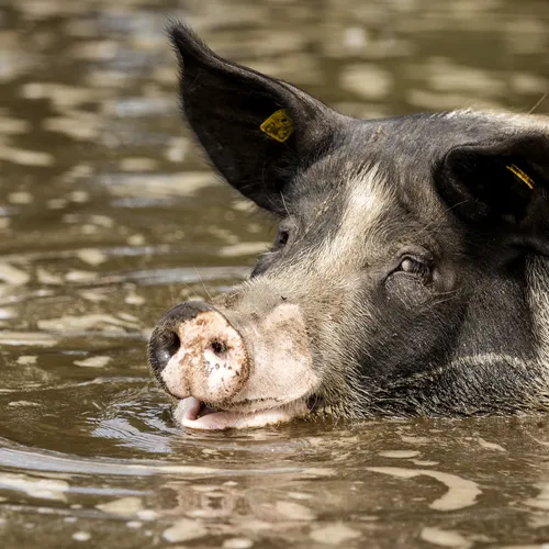 De dag dat ik stopte als praktiserend dierenarts en begon te luisteren naar varkens