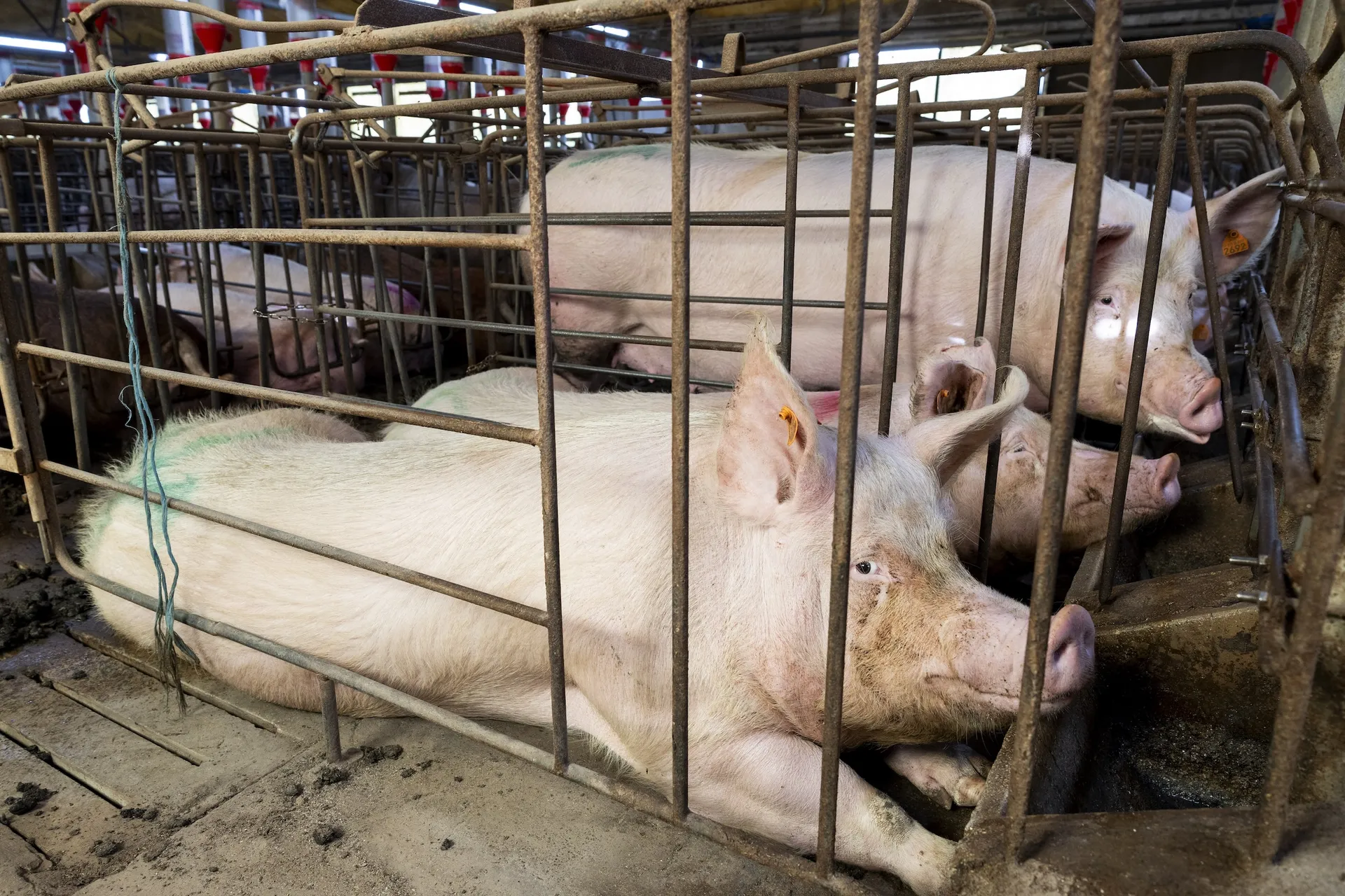 Afbeelding van Weer moet een rechter onze democratie redden