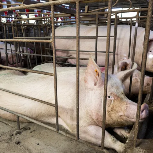 Weer moet een rechter onze democratie redden