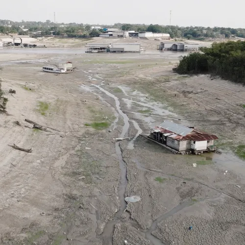 Massale boomsterfte dreigt in de Amazone door ontstaan hypertropisch klimaat