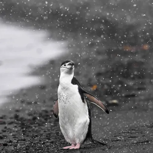 Antarctica is hot!