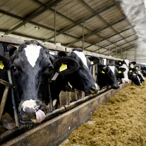 Blanco cheque van 5 miljard voor de landbouw doet weinig voor de boeren en nog minder voor het klimaat