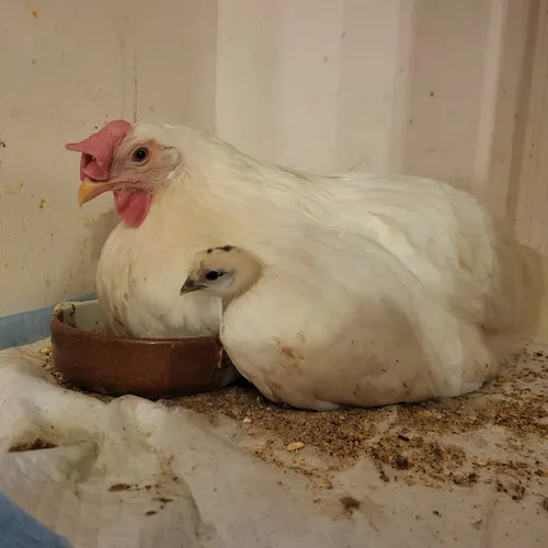 Ter nagedachtenis aan Veertje