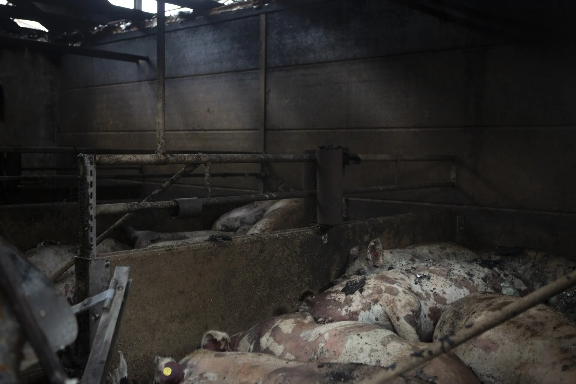 thumbnail_brand_dieteren_sabinegrootendorst02