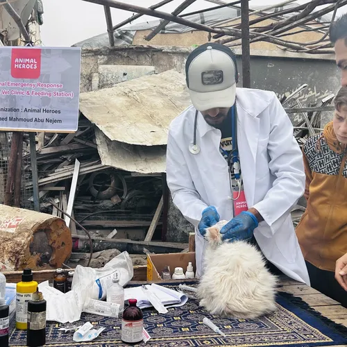 Onze dierenarts vecht tegen de honger – én voor het leven van dieren in Gaza