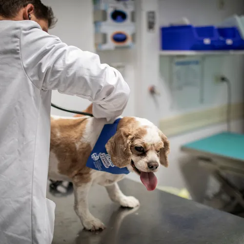 De dierenarts is geen vangnet voor de rekening van onverantwoord huisdierenbezit