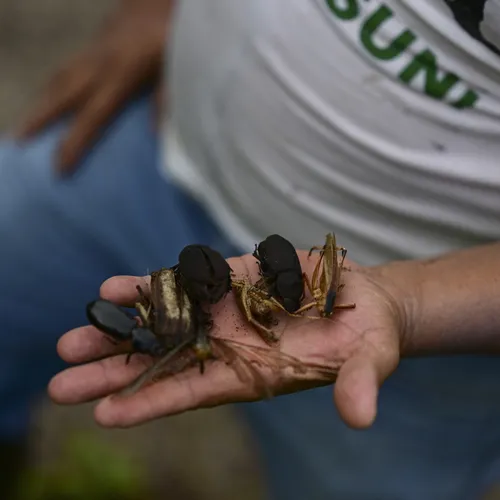Klimaatcrisis: Insectensterfte bereikt dramatisch hoogtepunt in natuurreservaten wereldwijd