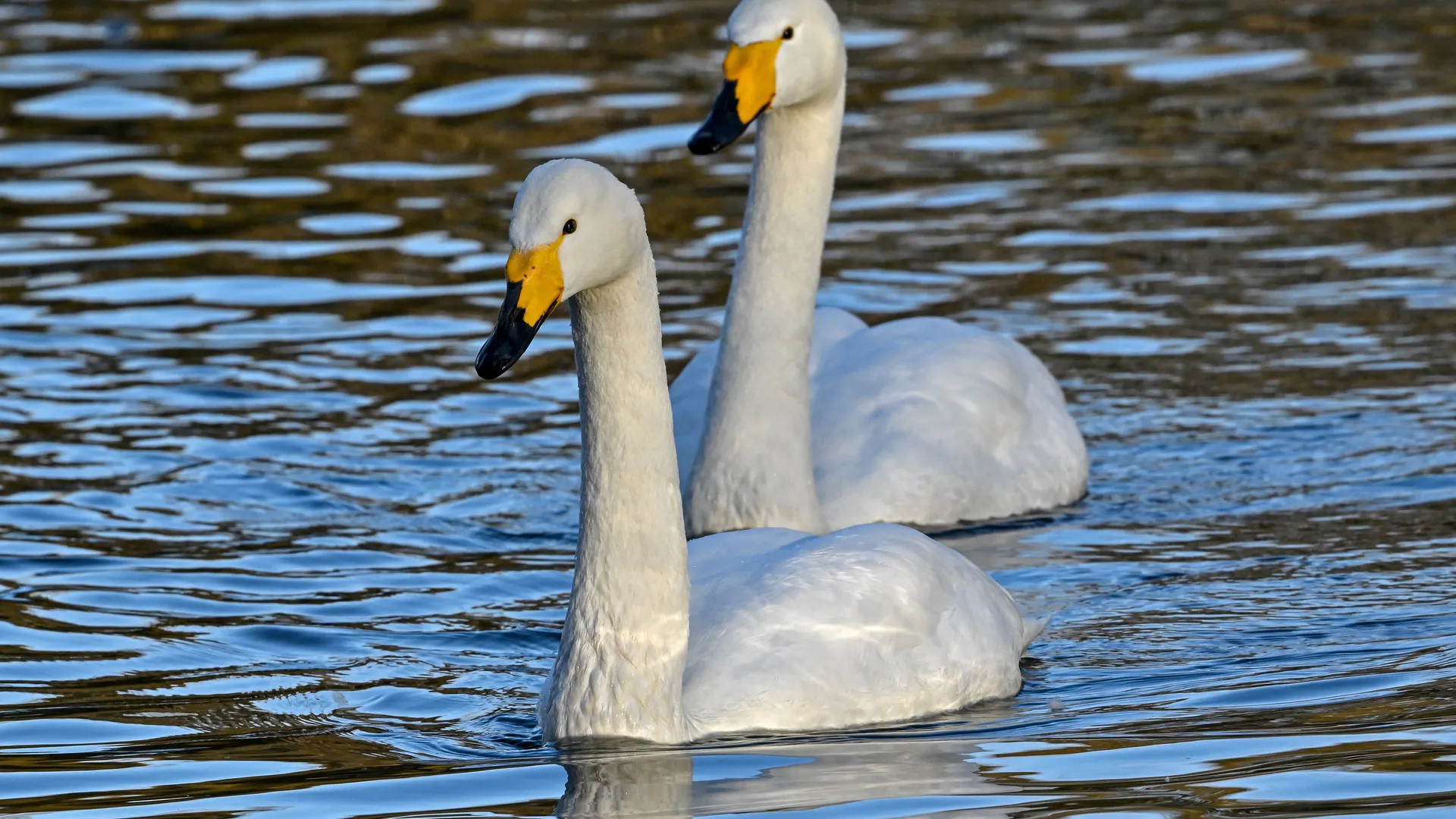 zwanen