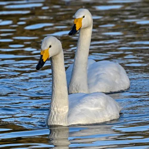 Dierenmanieren