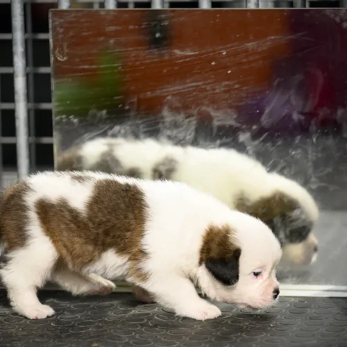 Geen kat en hond, maar verschillende wegen naar hetzelfde doel