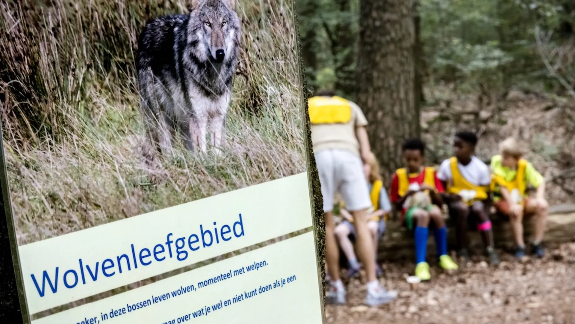 Afbeelding van Domweg lachen om het afschieten van een wolf