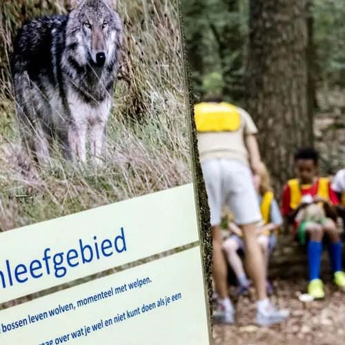 Domweg lachen om het afschieten van een wolf