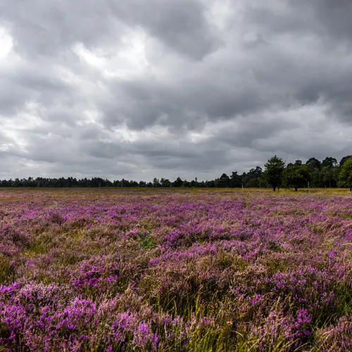 Nationaal Park De Hoge Veluwe jaagt gehandicapten op kosten