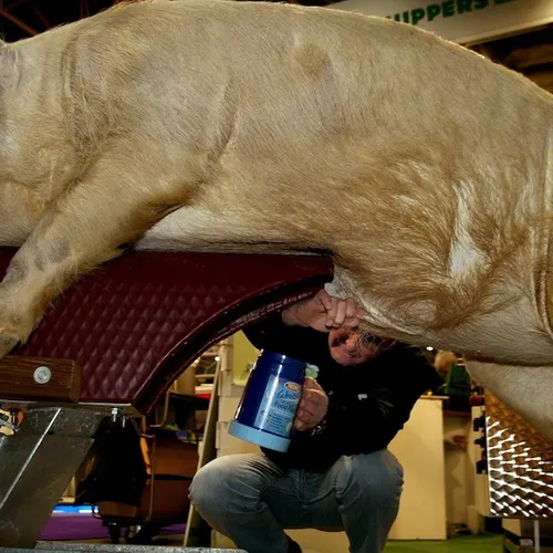 De dubbele moraal bij seks met dieren