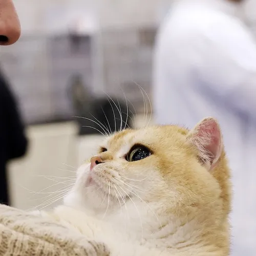 Het zieke huisdier als melkkoe, rekeningen dierenartsen zijn onbetaalbaar