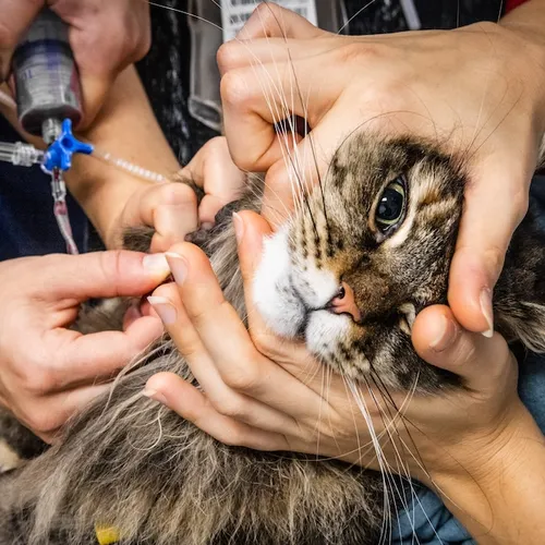 Wanneer wordt er nu eens eindelijk ingegrepen in de dierenartsensector?